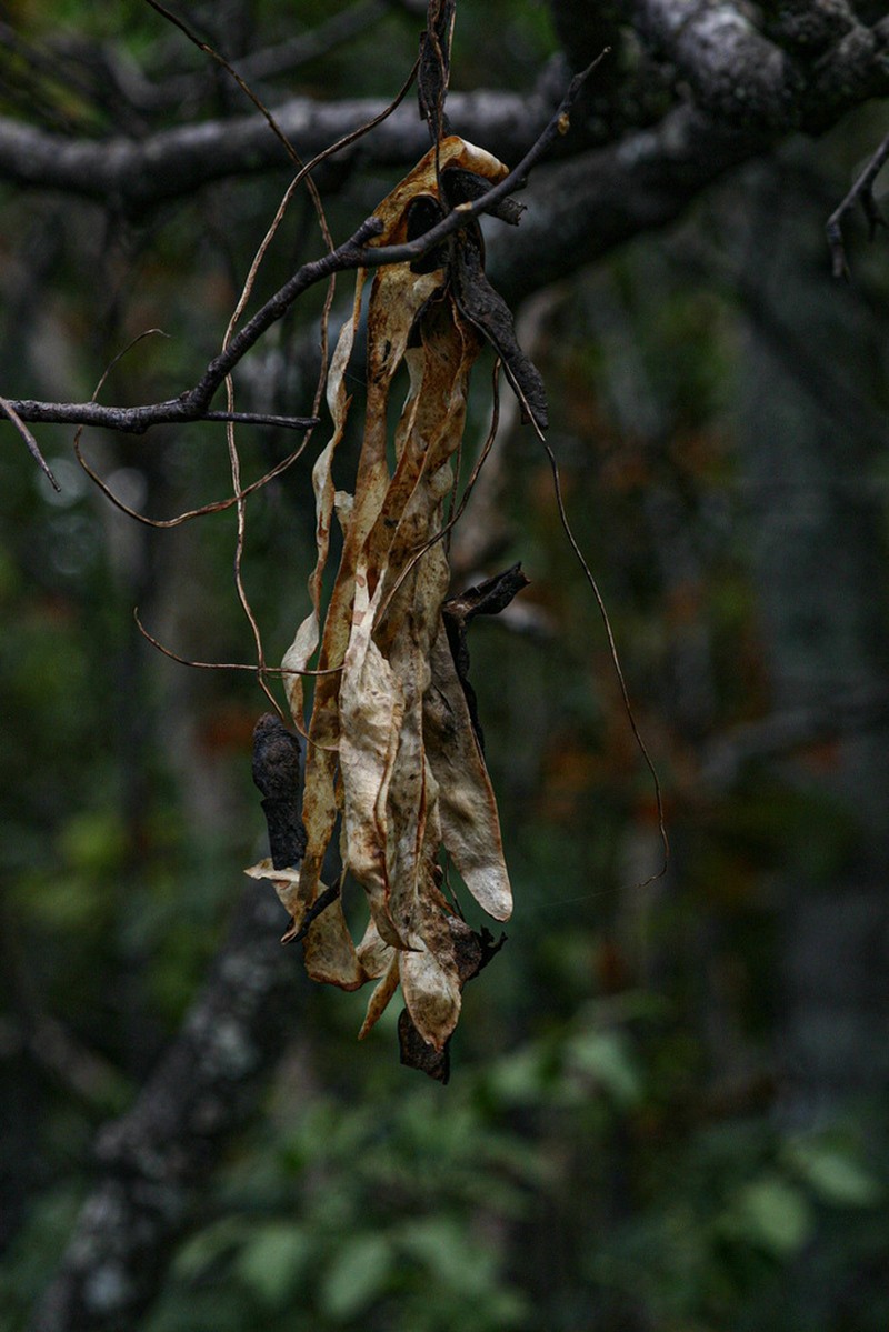 Entada goetzei photo 6