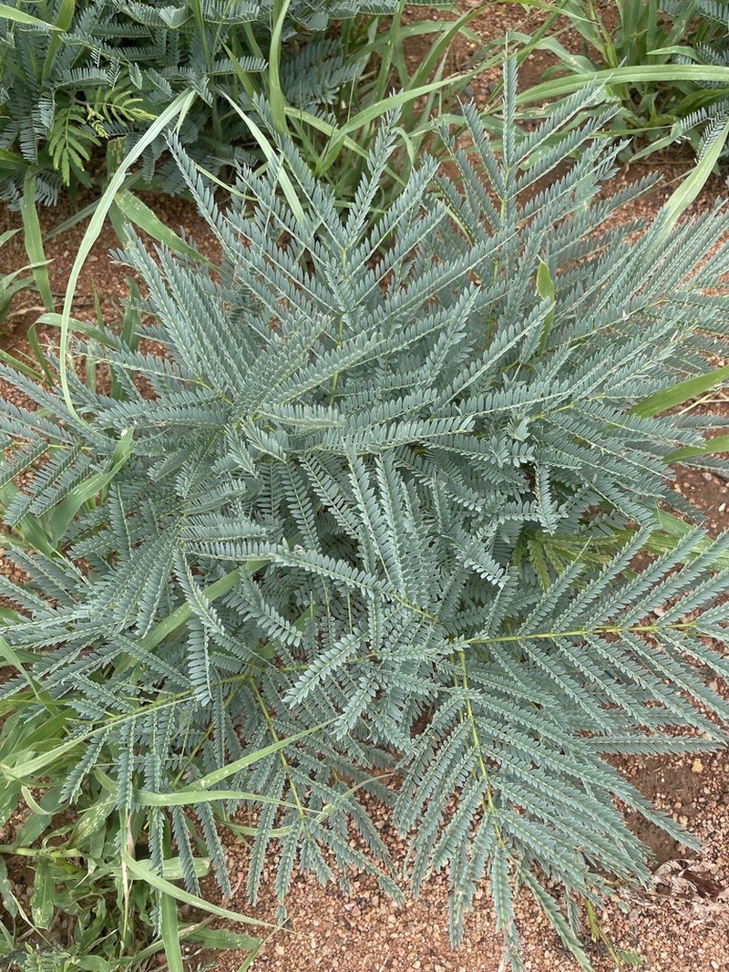 Entada obliqua