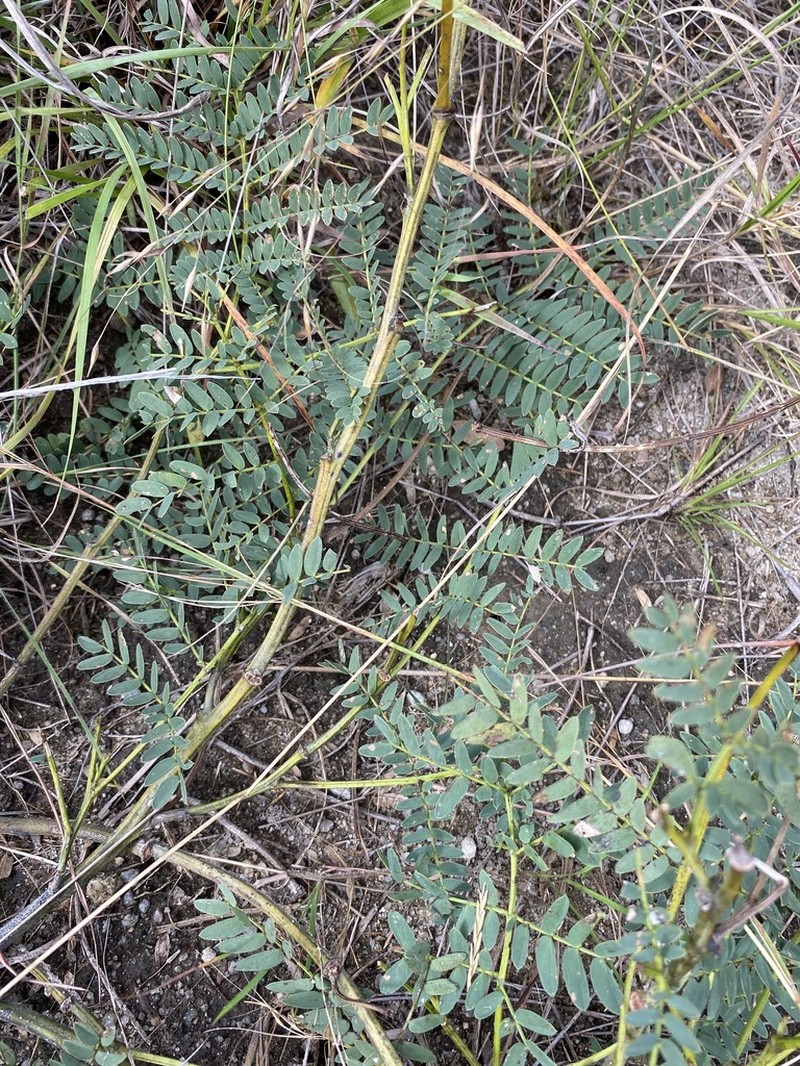 Entada obliqua photo 2
