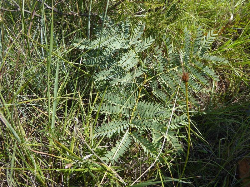 Entada obliqua photo 3