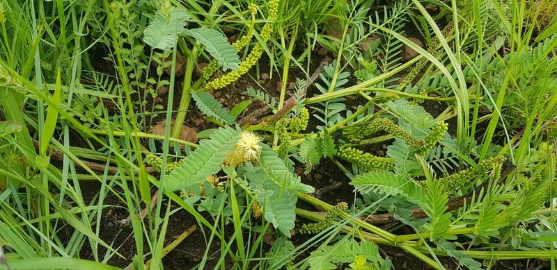 Entada obliqua photo 4
