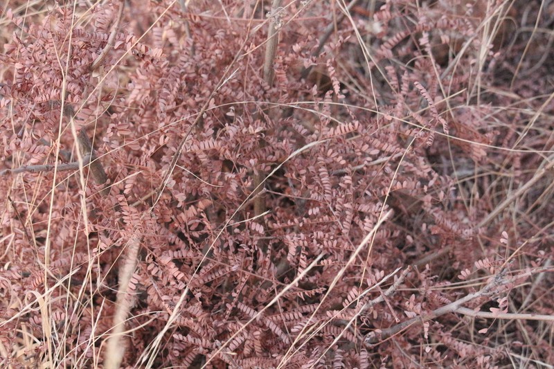 Entada obliqua photo 5