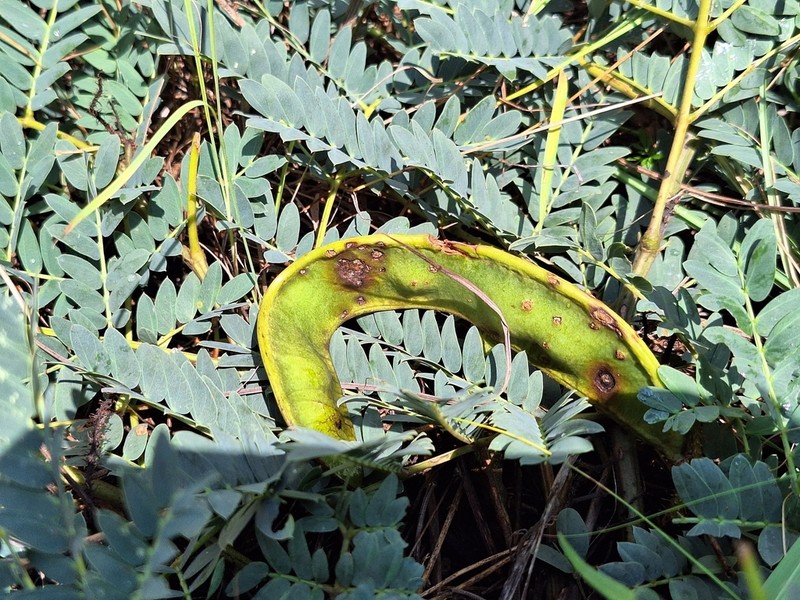 Entada obliqua photo 6