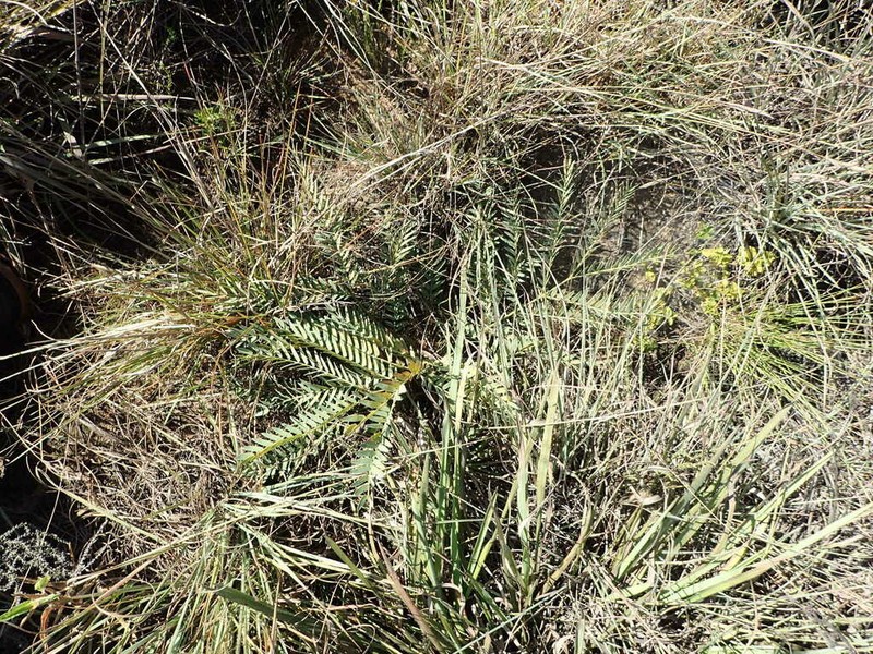 Entada obliqua photo 7