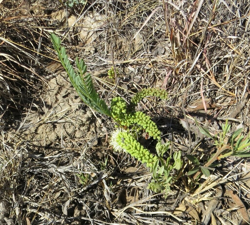 Entada obliqua photo 8