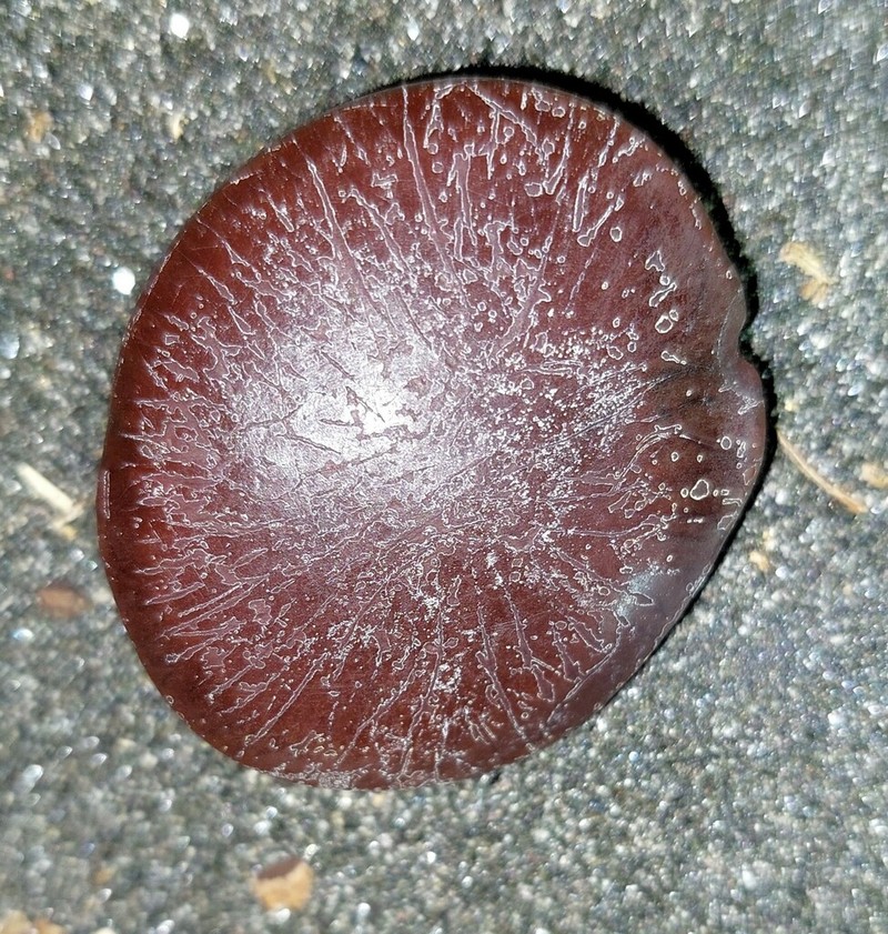 St. Thomas Bean photo 2