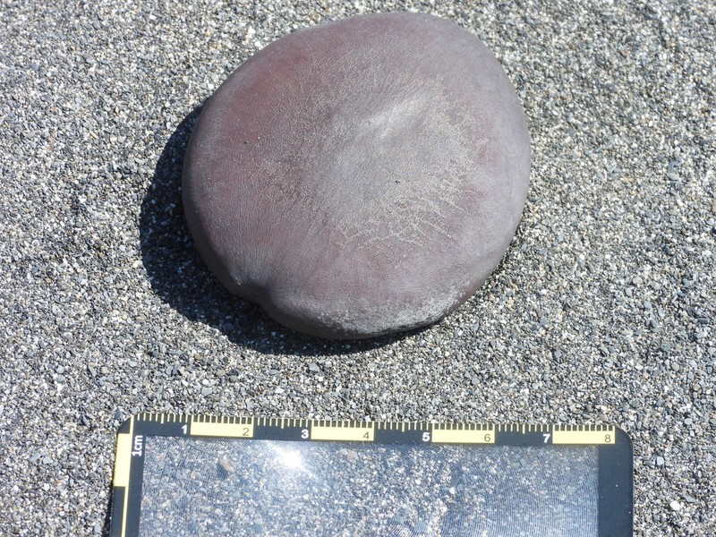 St. Thomas Bean photo 8