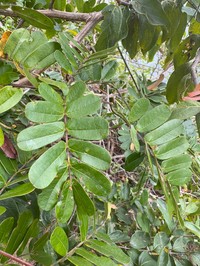 Callingcard Vine