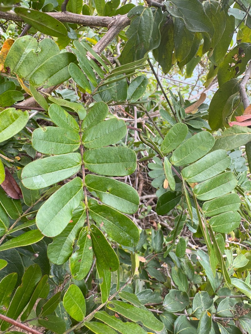 Callingcard Vine