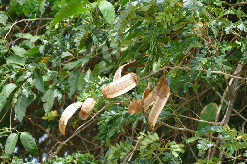Callingcard Vine photo 4