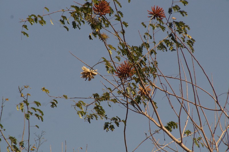 Callingcard Vine photo 6
