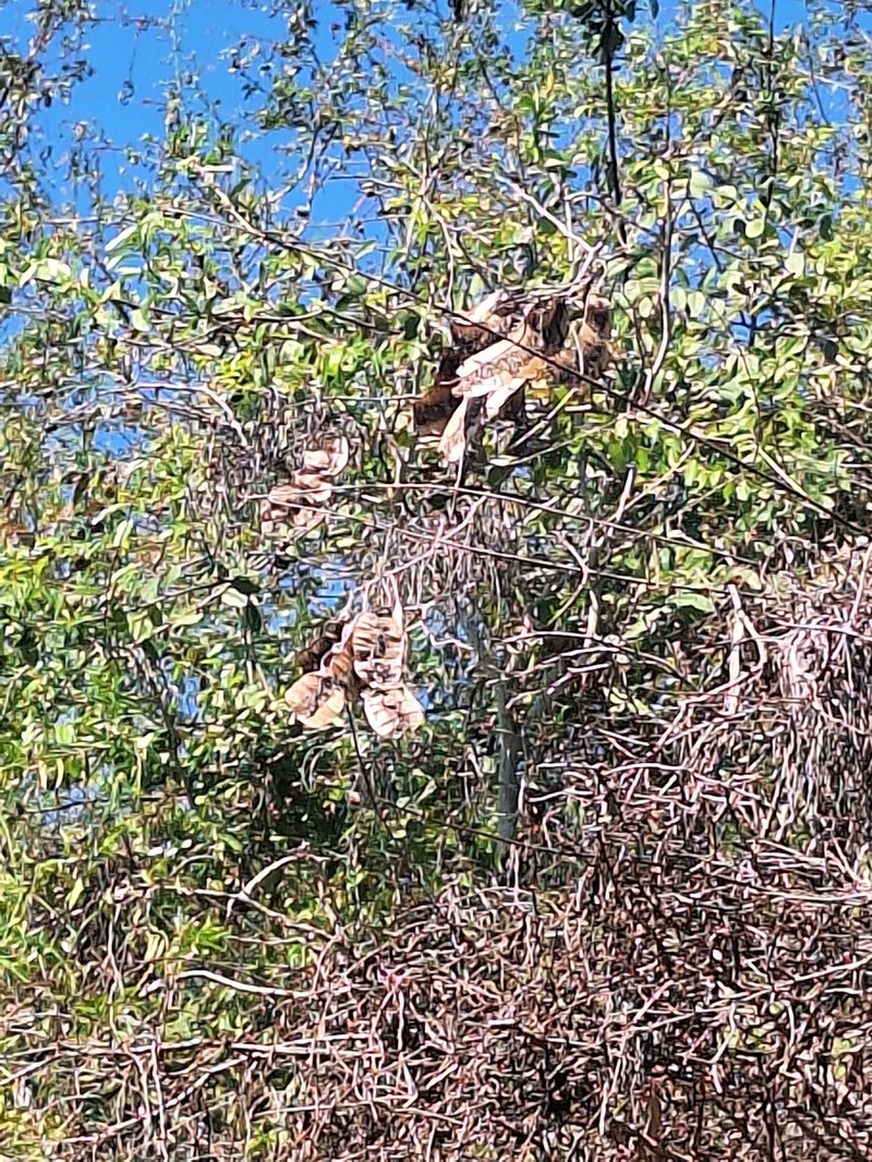 Callingcard Vine photo 8