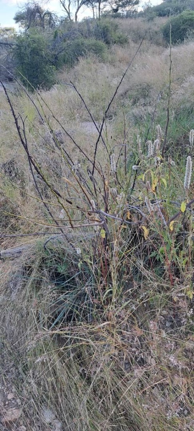 Entada rangei photo 5