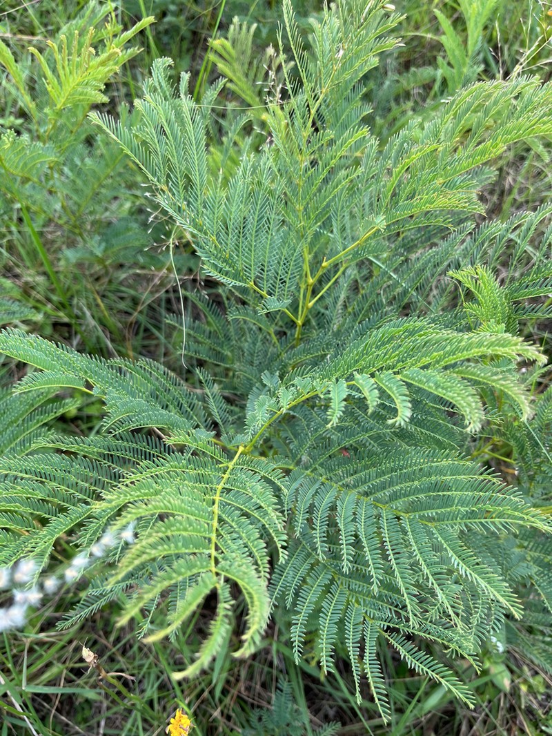 Entada woodii