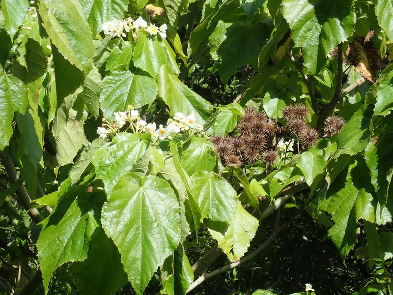 Entelea arborescens
