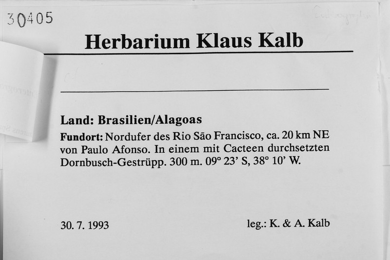 Enterographa quassiicola