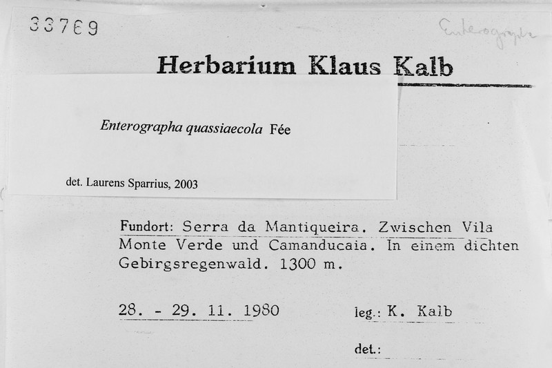 Enterographa quassiicola photo 3
