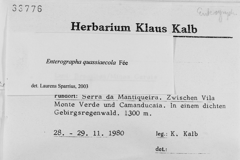Enterographa quassiicola photo 5