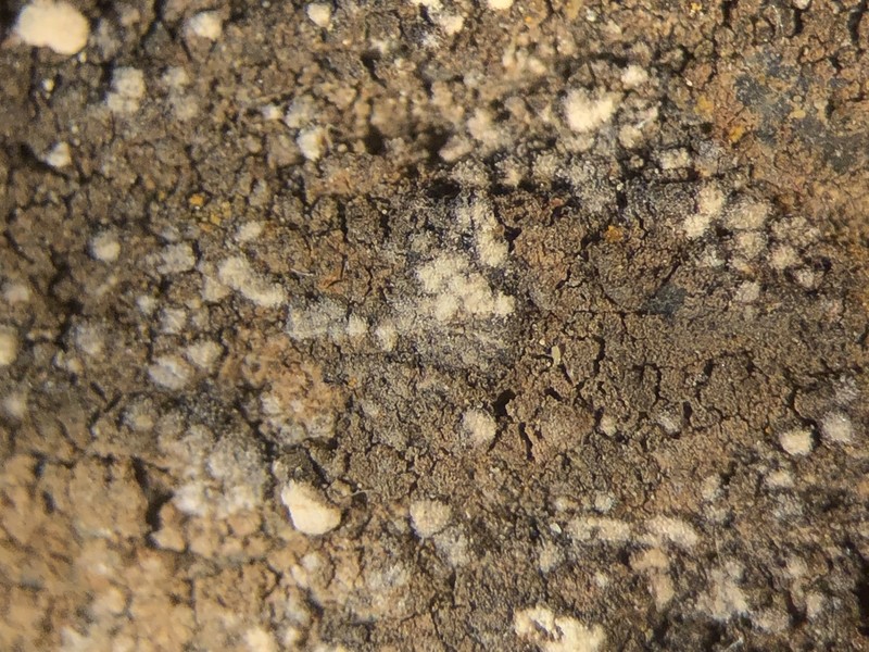 Enterographa zonata photo 2