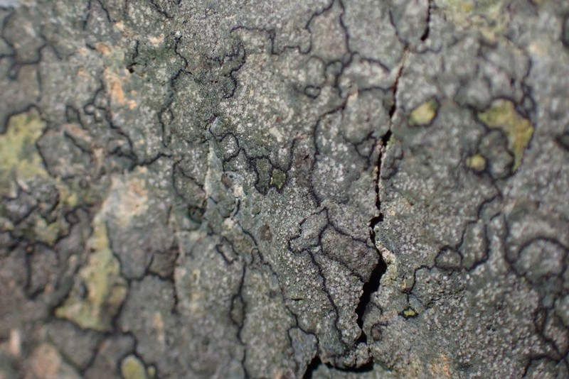 Enterographa zonata photo 5