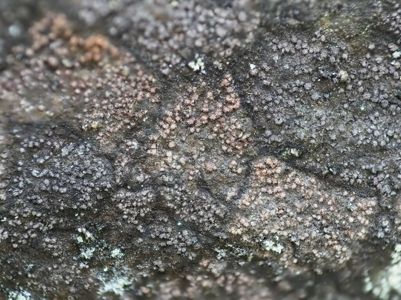 Enterographa zonata photo 6