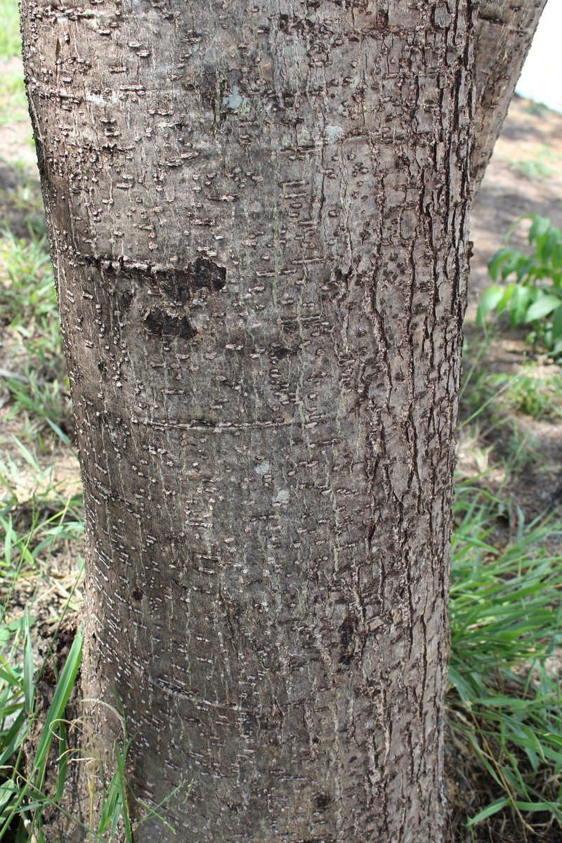 Pacara Earpod Tree photo 5