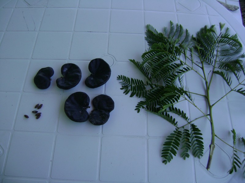 Pacara Earpod Tree photo 2