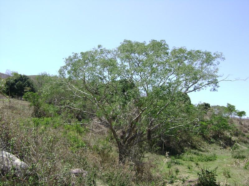 Pacara Earpod Tree photo 4