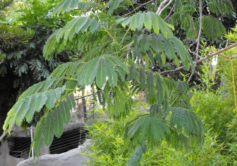 Pacara Earpod Tree photo 7
