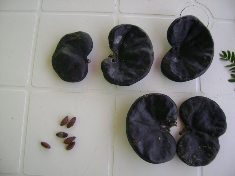 Pacara Earpod Tree photo 8