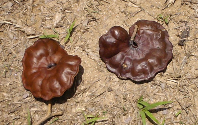 Monkeysoap photo 5