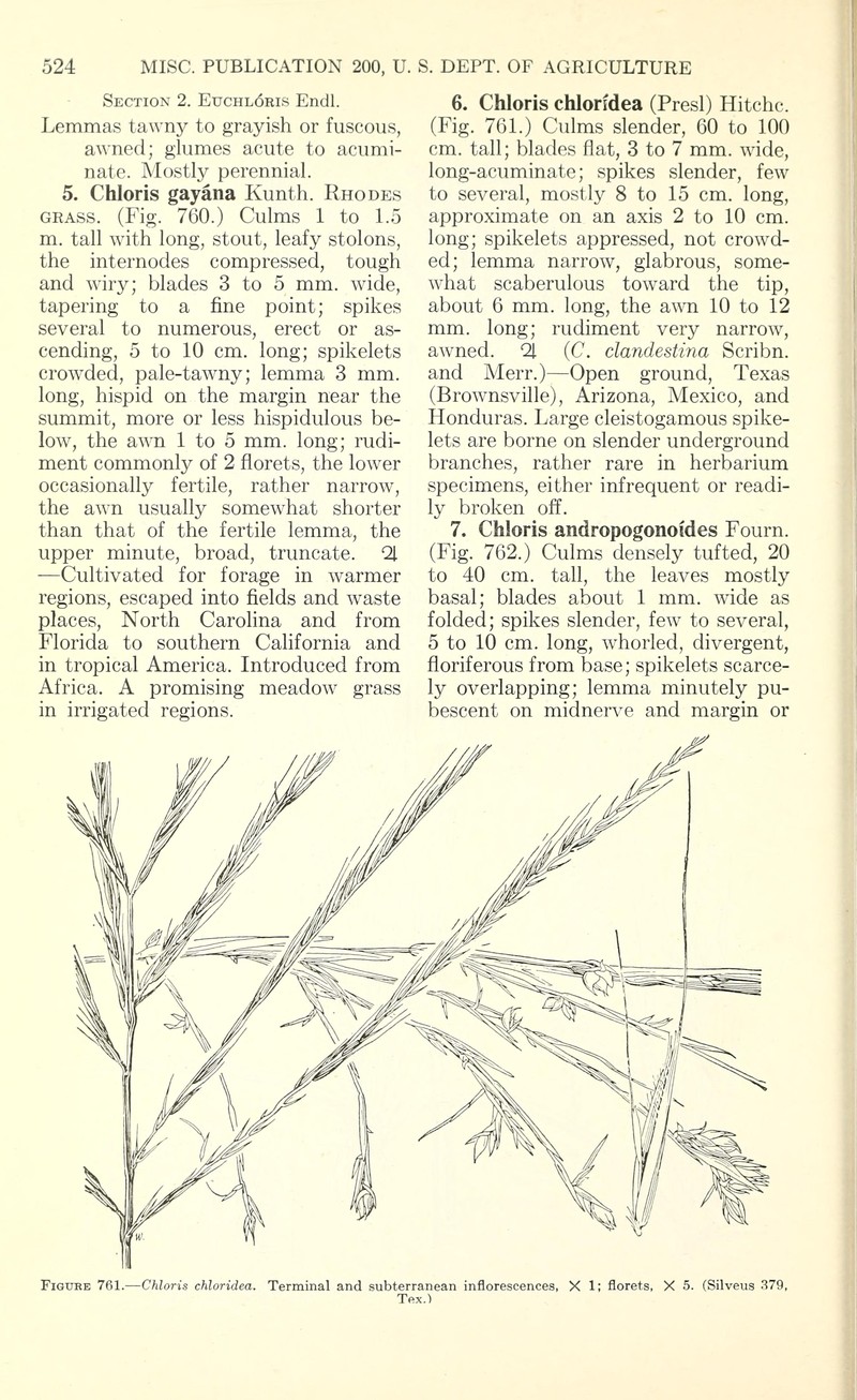 Buryseed Umbrellagrass
