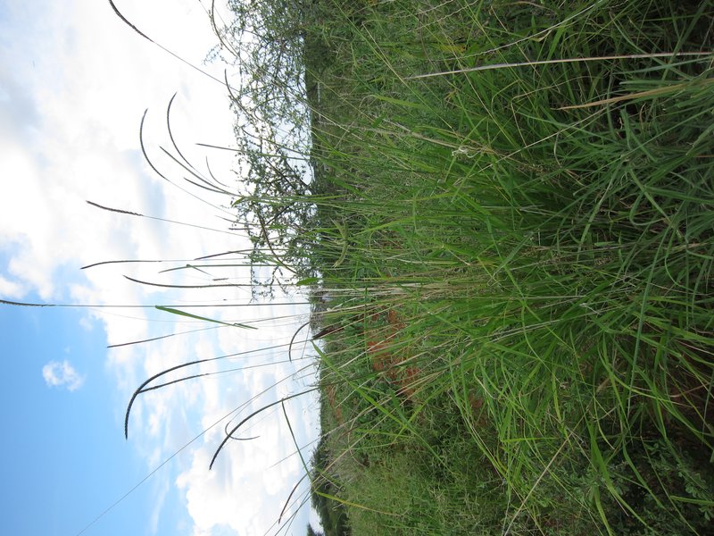 Enteropogon macrostachyus