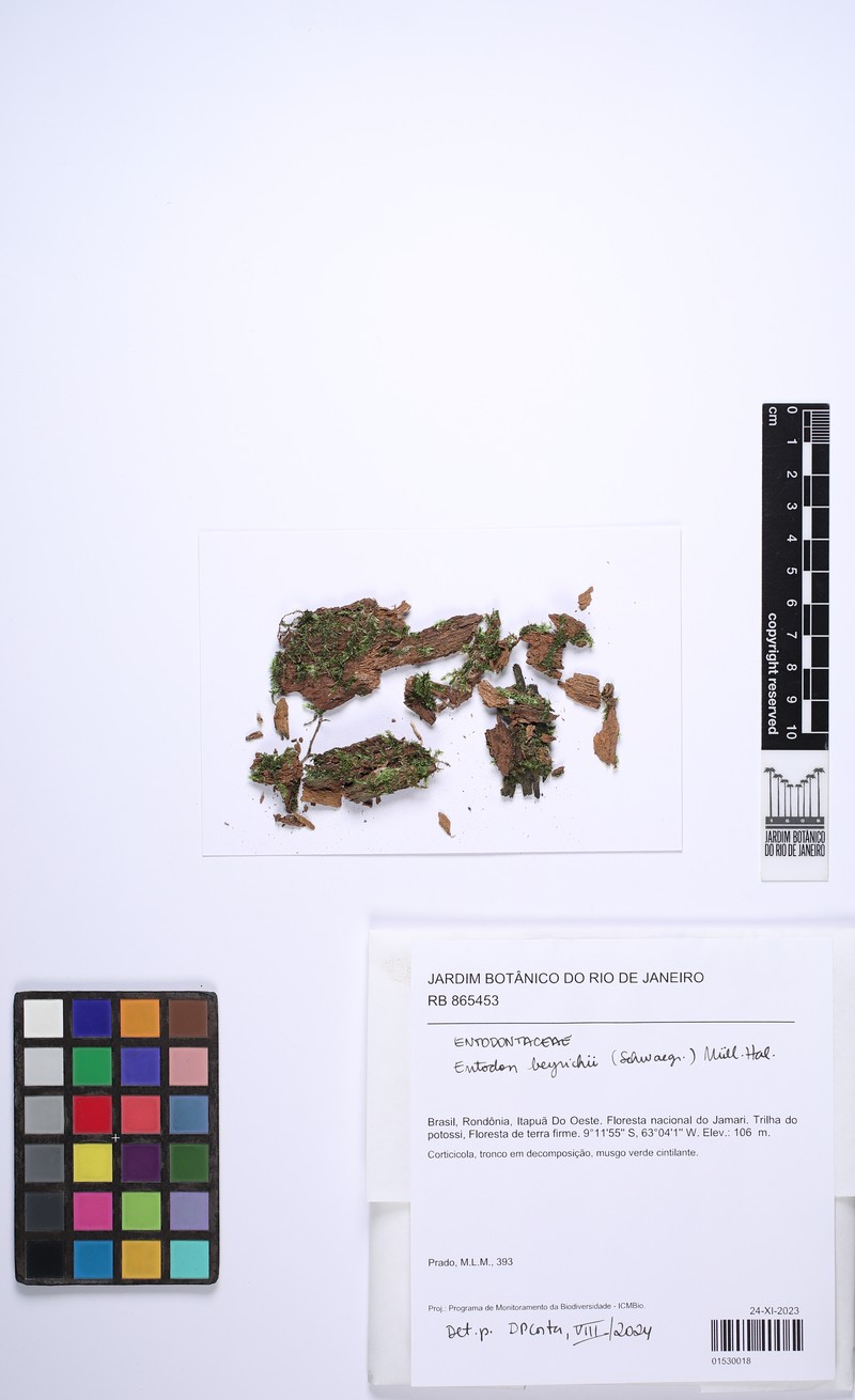 Beyrich's Entodon Moss
