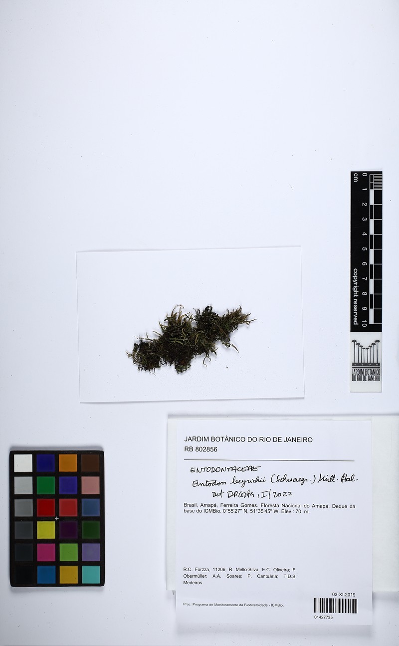 Beyrich's Entodon Moss photo 3