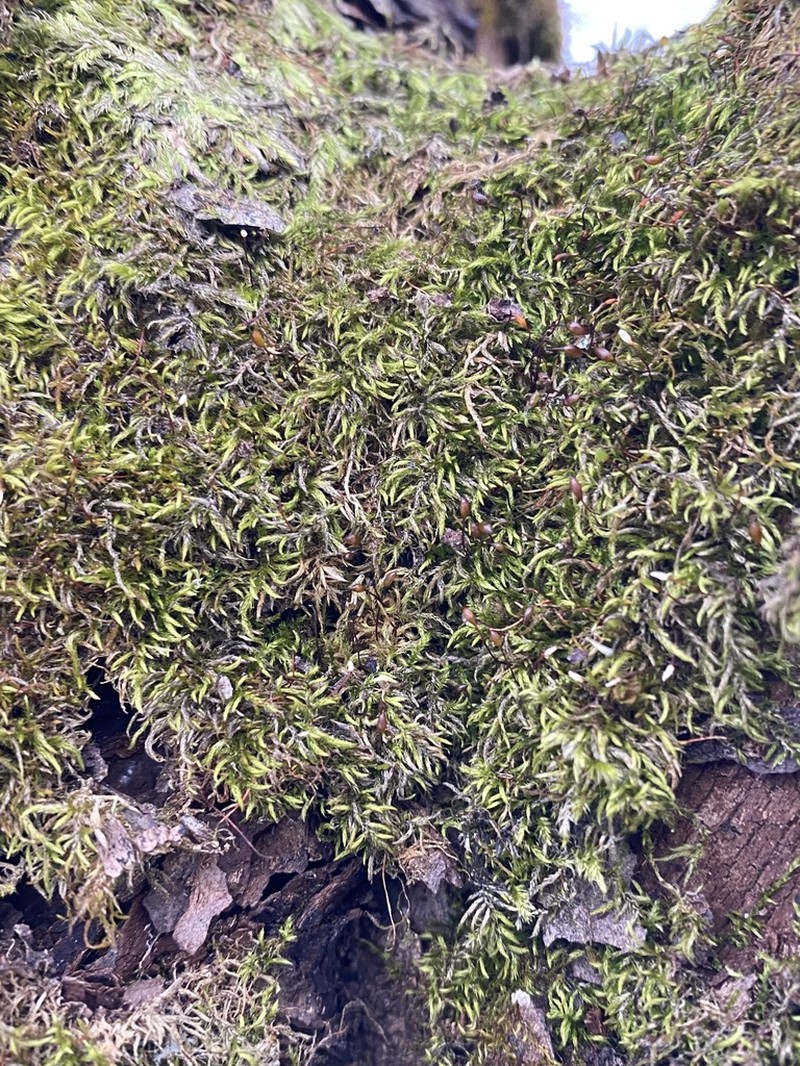 Entodon Moss