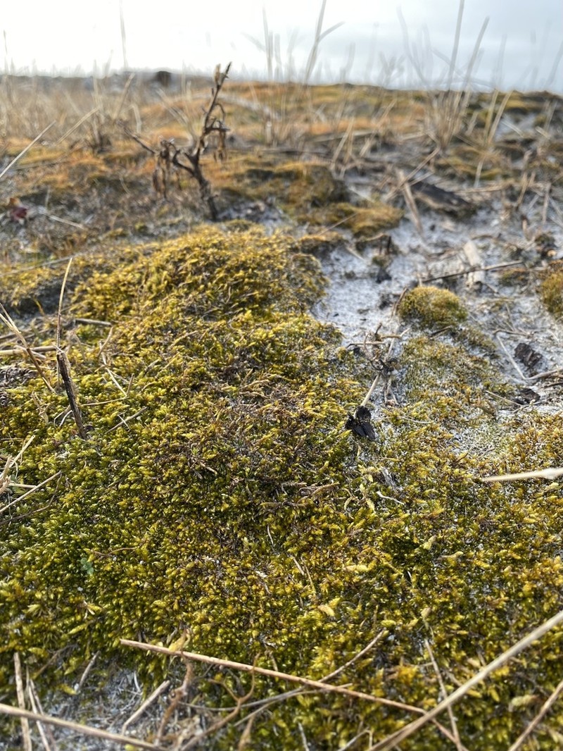 Entodon Moss photo 2