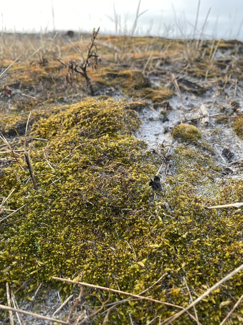 Entodon Moss photo 4