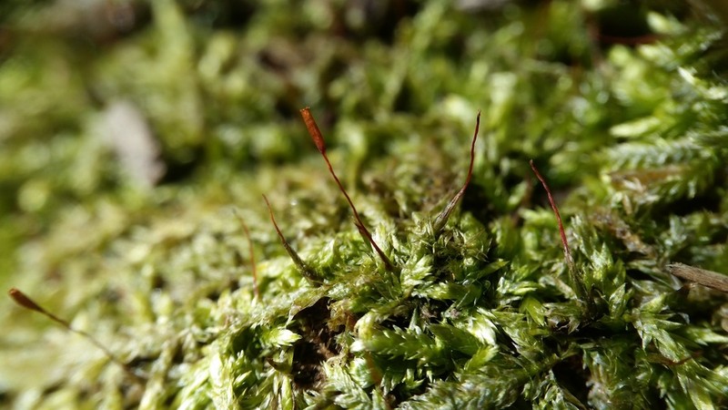 Entodon Moss