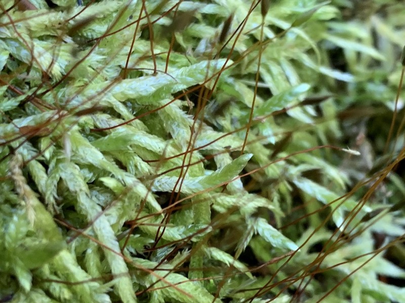 Entodon Moss photo 2
