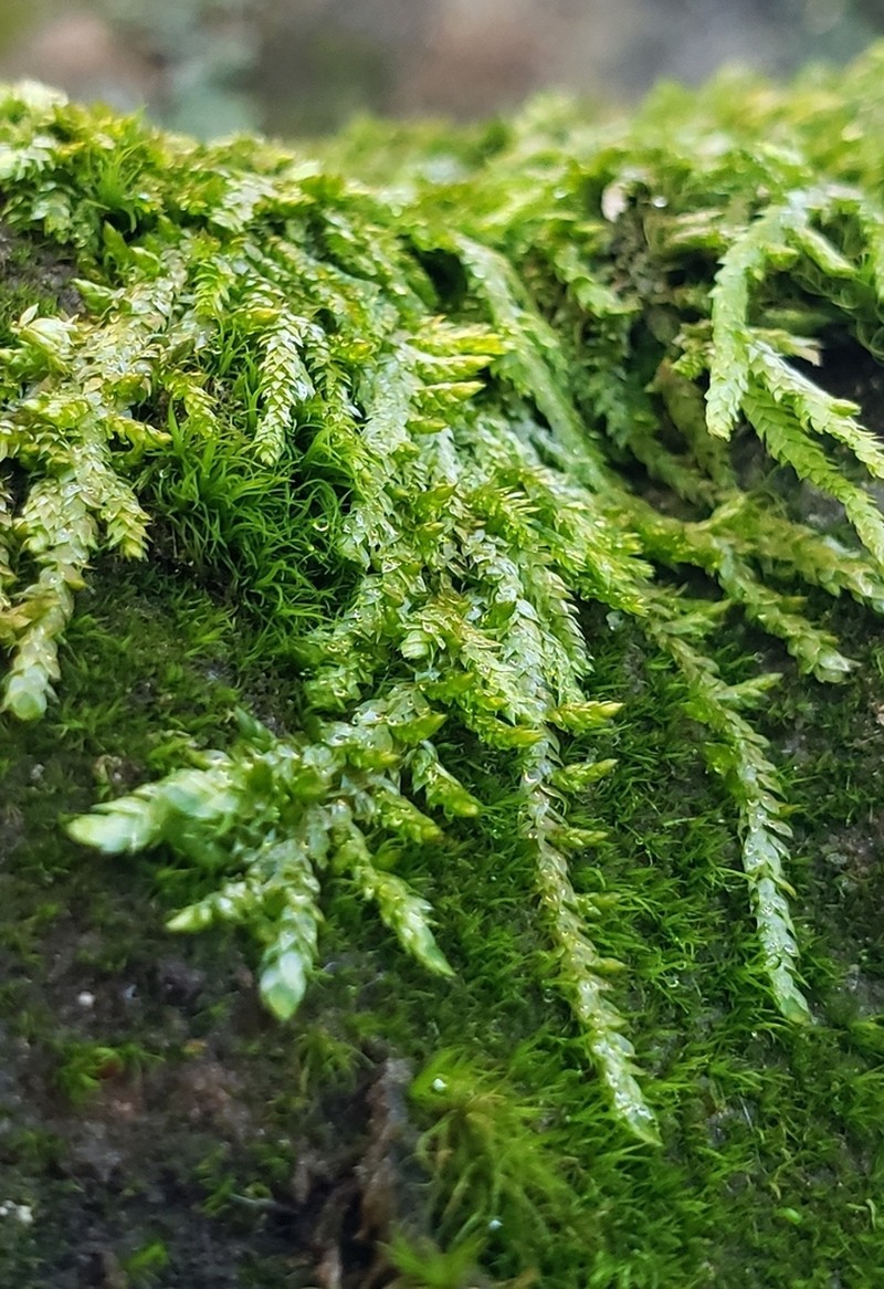 Entodon Moss photo 3