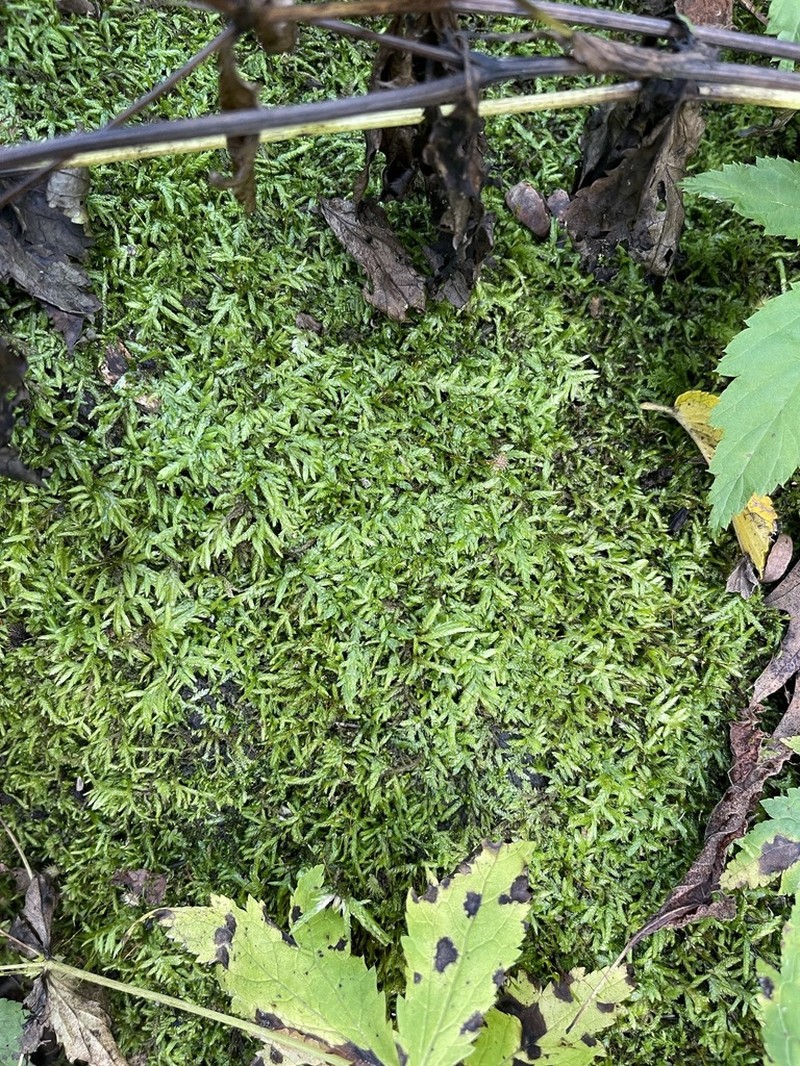 Entodon Moss photo 4