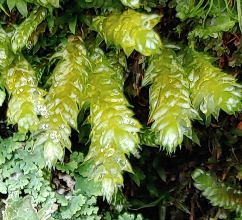 Entodon Moss photo 5