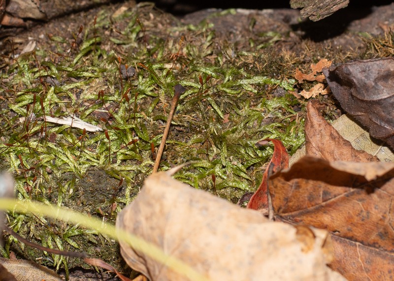 Entodon Moss photo 7