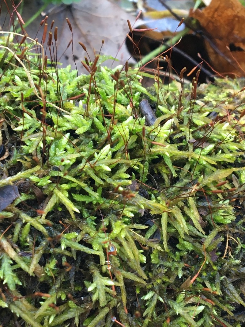Entodon Moss photo 8