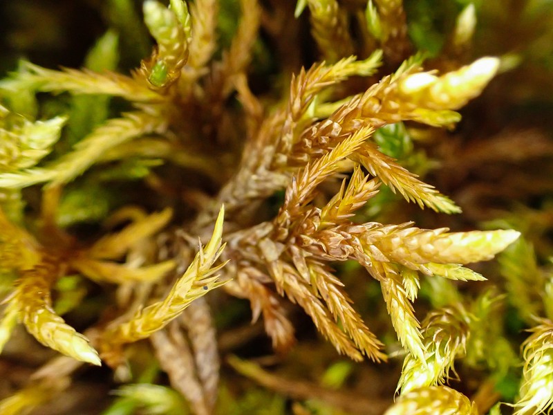 Entodon Moss