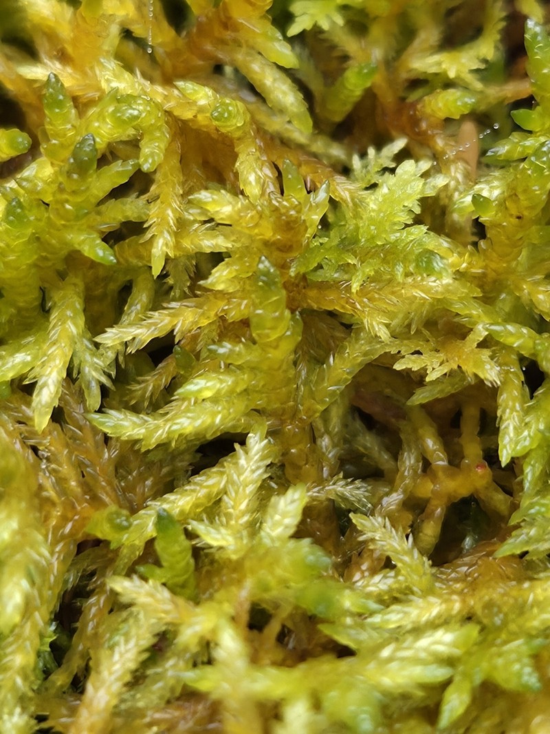 Entodon Moss photo 2