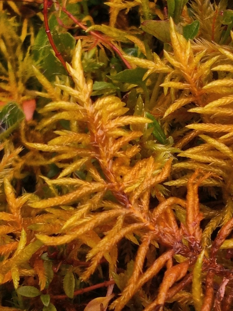 Entodon Moss photo 3
