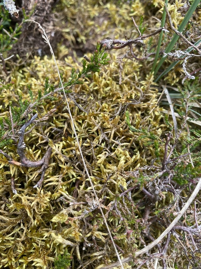 Entodon Moss photo 4