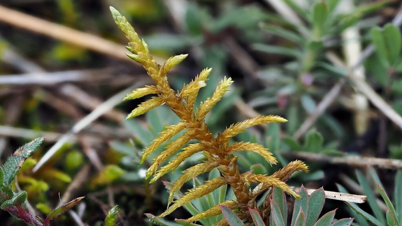 Entodon Moss photo 5